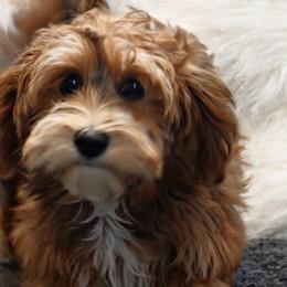Havanese, Havapoo, Maltese, and Maltipoo All Grown Up from Denise Clark