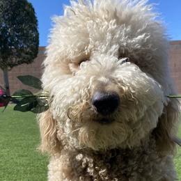 Axel - Goldendoodle