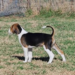 Girl 1 - Black brown and white female American Foxhound puppy in Weatherford, Texas from Carben Copy’s American Foxhounds