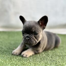 Girl 2 - Tricolors female French Bulldog puppy in Walnut, California from Flores Frenchies