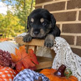 Elsie 2800 - Black and tan female Dachshund puppy in Hendersonville, North Carolina from Snarky Doxy Miniature Dachshunds