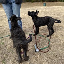 Belgian Laekenois, Dutch Shepherd, and Golden Retriever Puppies from Coswald