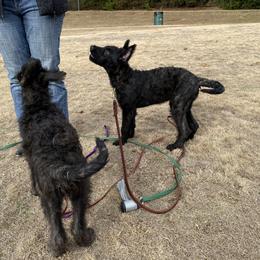 Belgian Laekenois, Dutch Shepherd, and Golden Retriever Puppies from Coswald