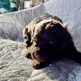 Truffle - female Bernedoodle puppy in Blue Springs, Missouri from Jeanie’s Doodles