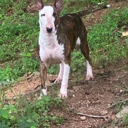 Xena - Brindle and white female Bull Terrier puppy in Trussville, Alabama from Alabama Bull Terriers