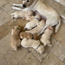 Labrador Retriever Puppies from Pride Rock Labradors