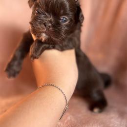 3 - Chocolate male Shih Tzu puppy in Las Vegas, Nevada from Vegas Shih Tzus