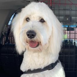 Luna - Goldendoodle