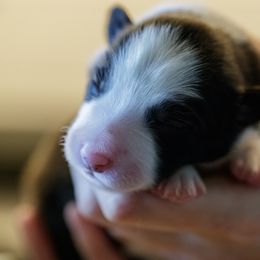 Border Collie Puppies from Overdrive Border Collies