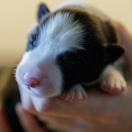 Border Collie Puppies from Overdrive Border Collies