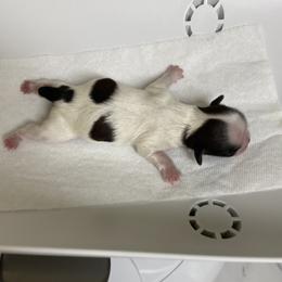 Shih Tzu Puppies from Willow Lane Shih Tzus