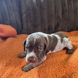 Kelly Green - Liver roan male German Shorthaired Pointer puppy in Covington, Georgia from Peters Built Pointers