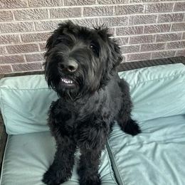 Miniature Schnauzers from F&M Kennels