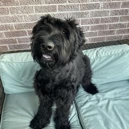Miniature Schnauzers from F&M Kennels