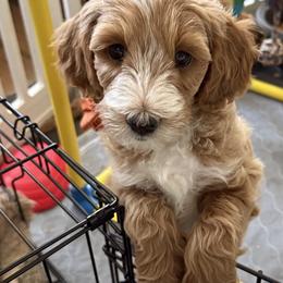 Goldendoodle puppies from D & L Doodles LLC