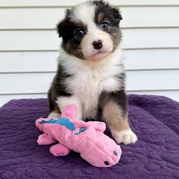Monroe - Black tri-color female Australian Shepherd puppy in Kearney, Nebraska from Helix Aussies