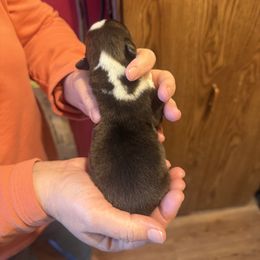 Boy 1 - Brindle and white male Cardigan Welsh Corgi puppy in Buskirk, New York from Hana-K’s Cardigan Welsh Corgis