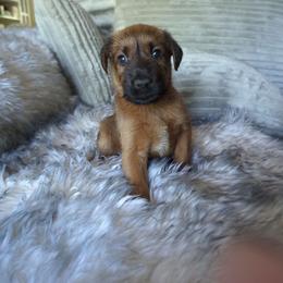 Black - Red male Irish Terrier puppy in Broadway, North Carolina from Detmore Kennels