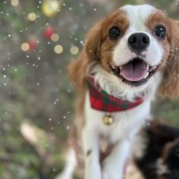Harry - Cavalier King Charles Spaniel