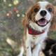 Harry