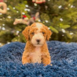 Porcupine - Red  male Goldendoodle puppy in Sulphur, Louisiana from Curly Q’s Of Carlyss