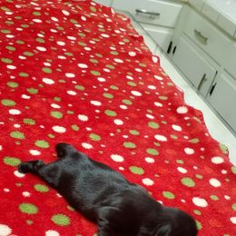 Shih Tzu Puppies from Furever Hometown Shih Tzu