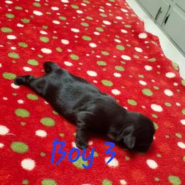 Shih Tzu Puppies from Furever Hometown Shih Tzu