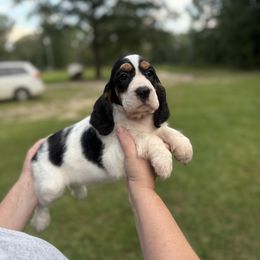 Harmony - Black white and tan female English Springer Spaniel puppy in Las Vegas, Nevada from Legacy