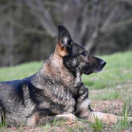 German Shepherd All Grown Up from Masky Kennel