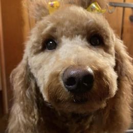 Libby  - Goldendoodle