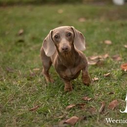 Ella - Dachshund