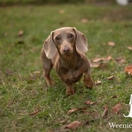 Ella - Dachshund
