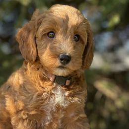 Bernedoodles and Goldendoodles from Farmland Doodles