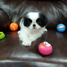 Carly - Black tan and white female Japanese Chin puppy in Salem, Oregon from Chinnychinchinofsalem