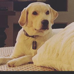 Golden Retriever and Labrador Retriever All Grown Up from Stephanie Dellrie