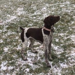 Millie - German Shorthaired Pointer