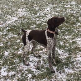 Millie - German Shorthaired Pointer