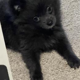 Misty - Blue female Pomeranian puppy in Brentwood, California from Royalpawpoms