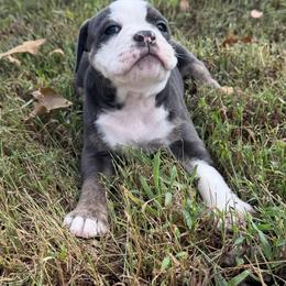 Echo - Gray brindle female Olde English Bulldogge puppy in Camdenton, Missouri from Mule Pool Olde English Bulldogges