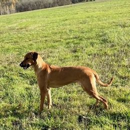 Velma - Rhodesian Ridgeback
