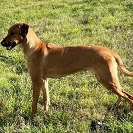 Velma - Rhodesian Ridgeback