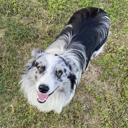 Moose - Australian Shepherd