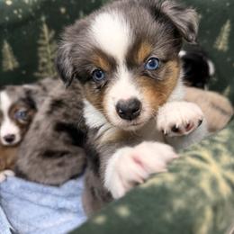 Gravy - Blue merle male Miniature Australian Shepherd puppy in Buchanan, Georgia from Stanleyville Farm Mini Aussies
