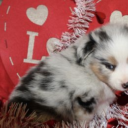 Australian Shepherd Puppies from Moss' Cross Creek Aussie’s