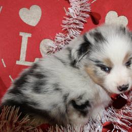 Australian Shepherd Puppies from Moss' Cross Creek Aussie’s