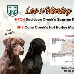 Labrador Retriever puppies from Cane Creek Labradors