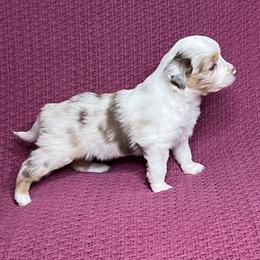 Red Merle Female - Red merle female Miniature Australian Shepherd puppy in Taunton, Massachusetts from Checkered Flag Champions Mini Aussies