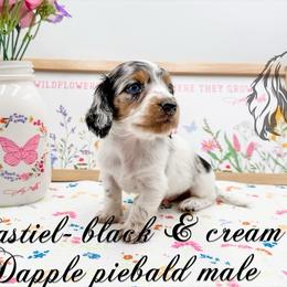 Castiel - Dapple male Dachshund puppy in Prairieville, Louisiana from Southern Barron Danes & Dachshunds