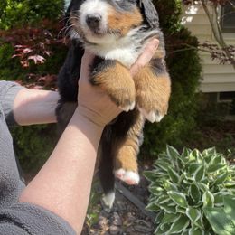 Bernese Mountain Dog puppies from A little bit of heaven