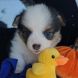 Navy blue bandana boy - Black and tan male Pembroke Welsh Corgi puppy in Cherokee, Oklahoma from MCS Farms-OK
